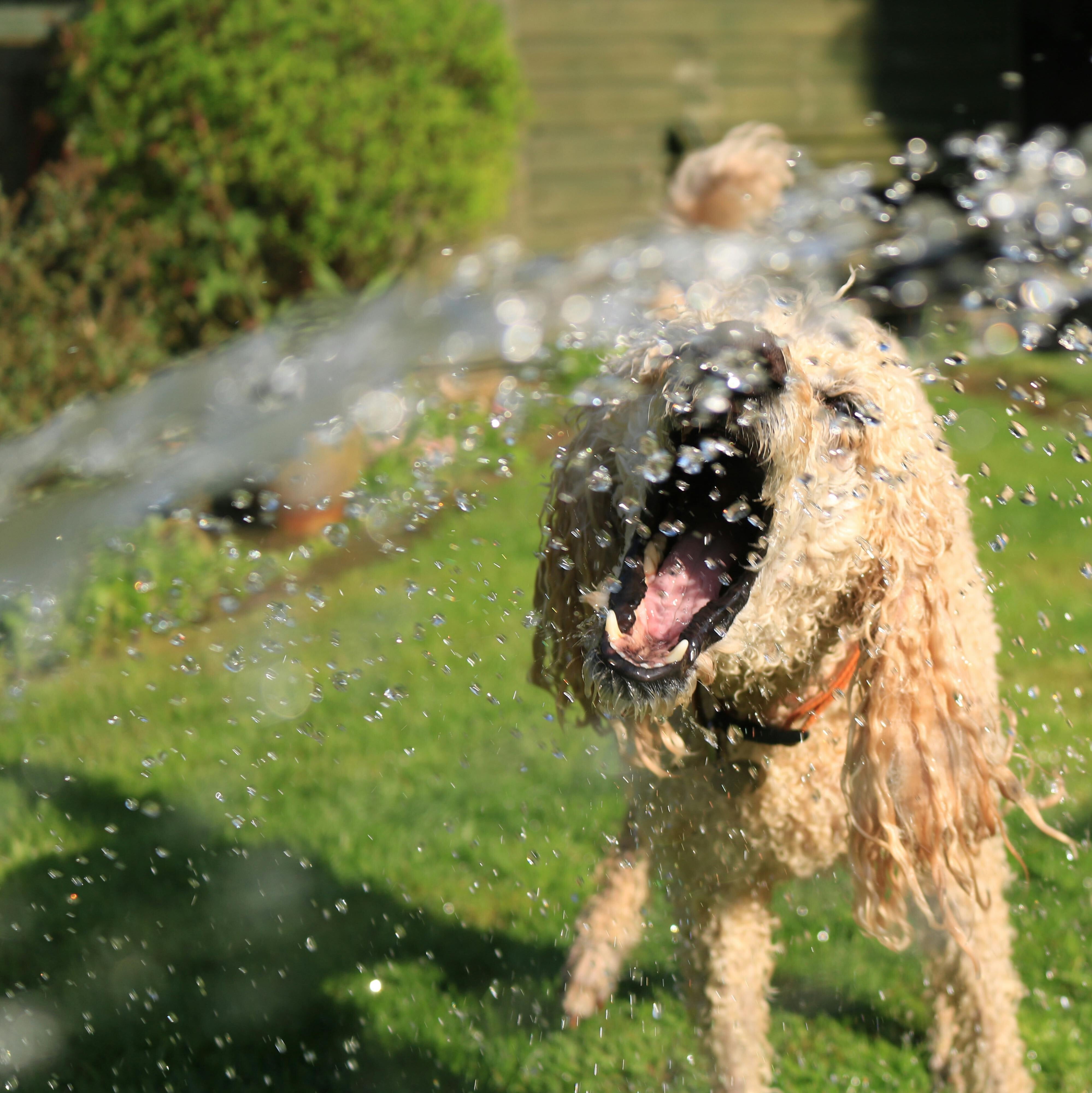 Keep Your Dogs Safe This Summer: Essential Tips for Pet Owners